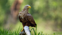 Adult White-tailed Eagle, Haliaeetus Albicilla, Sitting On Bough Low Above Ground In Floodplain Forest With Broken Tree Blurred In Background. Wild Predator In Natural Environment.