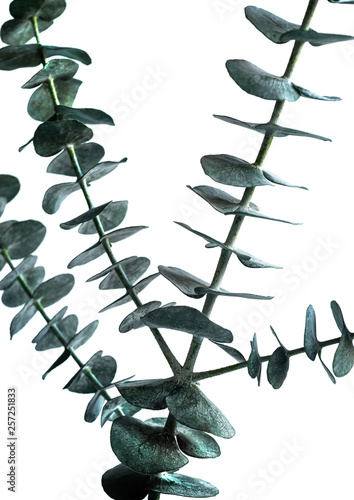 Foto-Schiebegardine Komplettsystem - Selective focus of eucalyptus leaves with white color background.For decoration design.botanical plant collection (von hakinmhan)