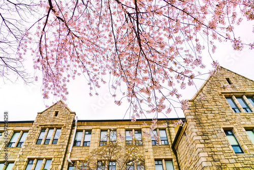 View Of The Cherry Blossoms In Spring At Ewha Womans University In