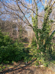 Wall Mural - The path goes up the slope between the bare trees and green bushes