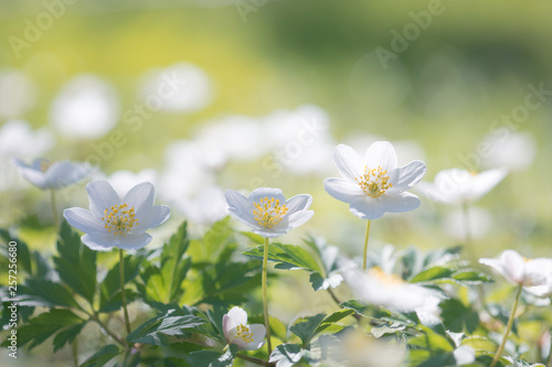 Fleur Blanche Sauvage De Printemps Buy This Stock Photo