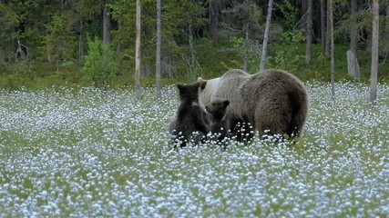 Wall Mural - Brown bear mother with three cubs in the middle of the cotton grass in a Finnish bog. Two cubs are playing constantly