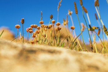 Wall Mural - Dry Flowers and Grass on the Cliff