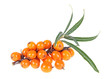 Fresh ripe berries of sea buckthorn with leaves isolated on a white background