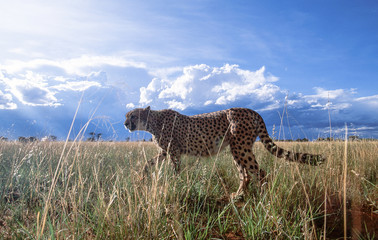 cheetah in savannah