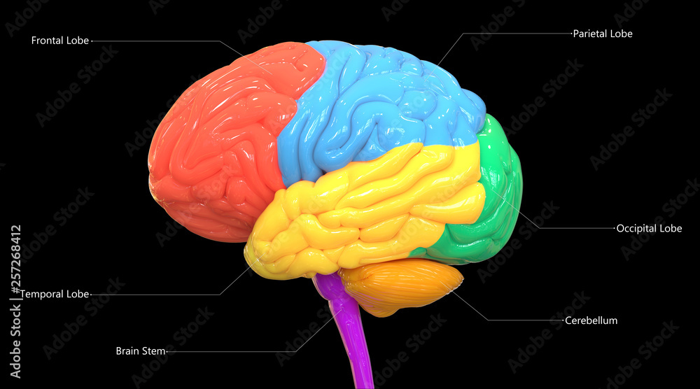 Human Brain Lobes with Detailed Labels Anatomy Stock Illustration ...