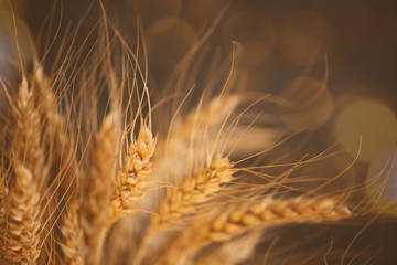 Cereals ears on the black textured background