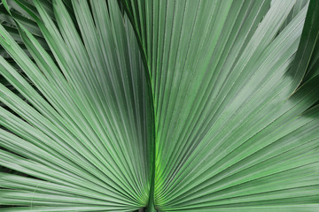 Green leaf of palm tree