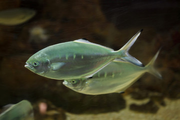 Wall Mural - Pompano (Trachinotus ovatus).