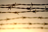 Fototapeta  - barbed wire