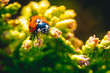 Marienkäfer im Frühling auf gelber Pflanze