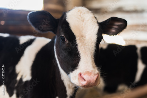 Fotografía Cute calf looks into the object