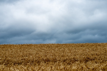 endless fields of wheat crops in latvia countryside