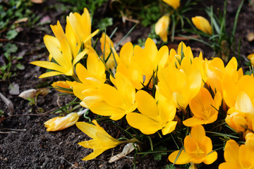 Crocus bright yellow snowdrop in a flowering park on a sunny spring day