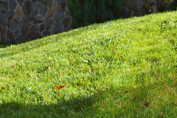 Greensward on sunny day at stone fence background.