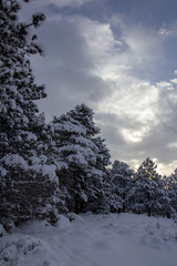 Sticker - Rocky Mountain National Park 03/2019