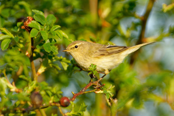 Common Chiffchaff - Phylloscopus collybita widespread leaf warbler which breeds in open woodlands throughout northern and temperate Europe and Asia