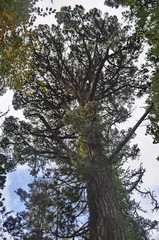 Poster - Trees in the park in Ireland