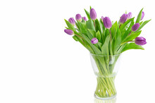 Beautiful Light Purple  Tulips With Leaves Isolated On White Background. Spring Flowers And Plants.Holiday Backgrounds