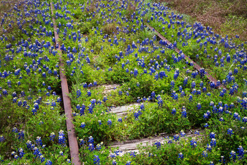 Wall Mural - Bluebonnets on Railroad Tracks