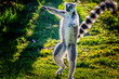 Ring-tailed lemur is dancing on green grass. He plays and performs. Like all lemurs it is endemic to the island of Madagascar.