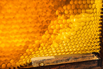 Wall Mural -  Apiculture. Apiary. Fresh honey in comb.