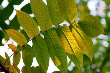 Wall Mural - green leaves of a tree