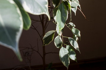 Wall Mural - Green leaves on the houseplant Ficus