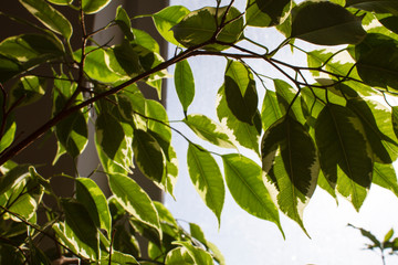 Wall Mural - Green leaves on the houseplant Ficus