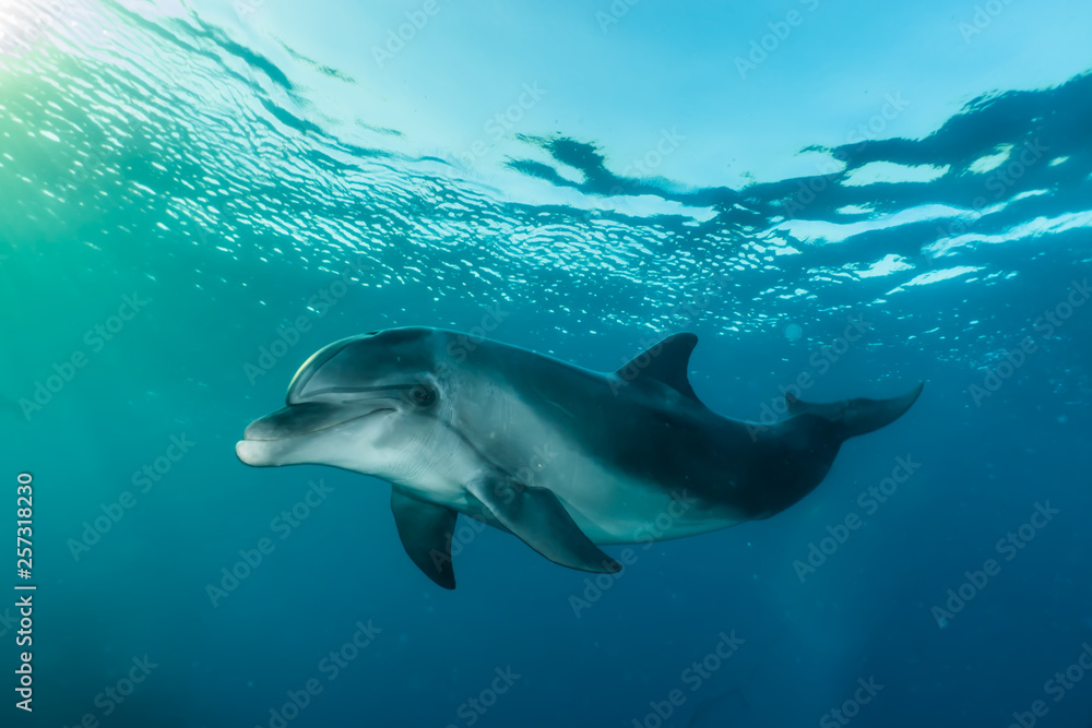 Dolphin swimming with divers in the Red Sea, Eilat Israel - obrazy, fototapety, plakaty 