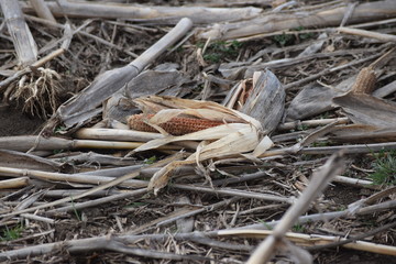 Sticker - Corn Cob in Corn Field