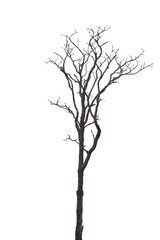 Wall Mural - dead tree isolated on white background