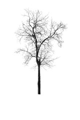 Wall Mural - dead tree isolated on white background