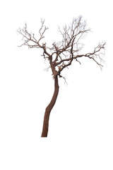 Wall Mural - dead tree isolated on white background