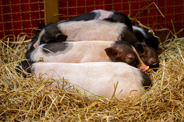 Wall Mural - Image of little pig is sleeping. Farm Animals.