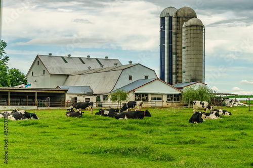 Amish Country Farm Barn Field Agriculture And Grazing Cows In