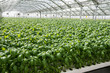 Hydroponics Style of Cultivation