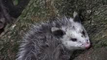 Baby Opossum Leaning On A Tree In Forest Zoom Out