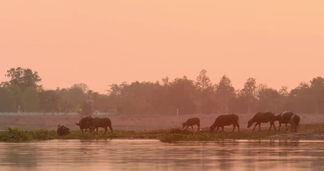 Wall Mural - In Thailand, a lot of buffaloes that the villagers raised,Many buffalo are crossing the river in the countryside.Buffalo and sunset in the countryside