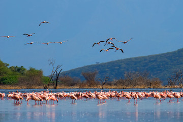 Wall Mural - Flamingos