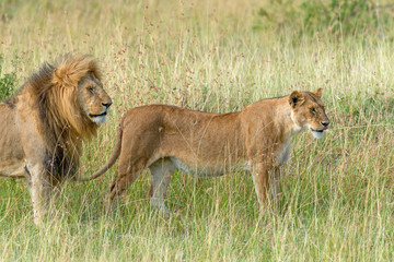 Wall Mural - Lion in National park of Kenya