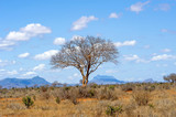 Fototapeta Sawanna - Landscape with nobody tree in Africa