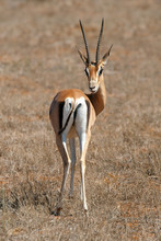 Thomson's Gazelle On Savanna