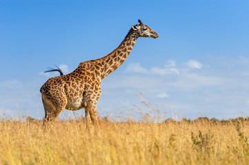 Wall Mural - Giraffe in National park of Kenya