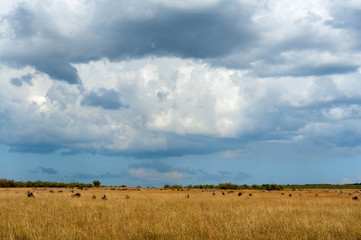 savannah landscape in the national park of kenya