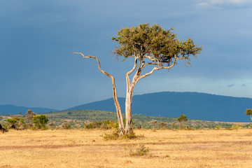 Sticker - Landscape with nobody tree in Africa