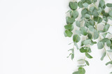 Fototapeta  - Eucalyptus leaves on white background. Flat lay, top view, copy space