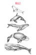 Card with killer whale, beluga, sperm whale, humpback, bowhead whale.
