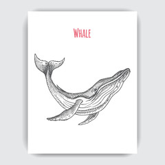 Hand drawn vector sketch whale. Tattoo with humpback whale.