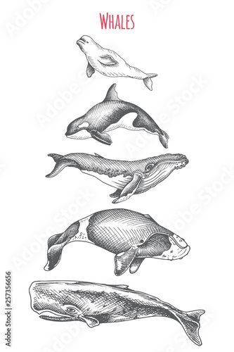 Fotografía Card with killer whale, beluga, sperm whale, humpback, bowhead whale